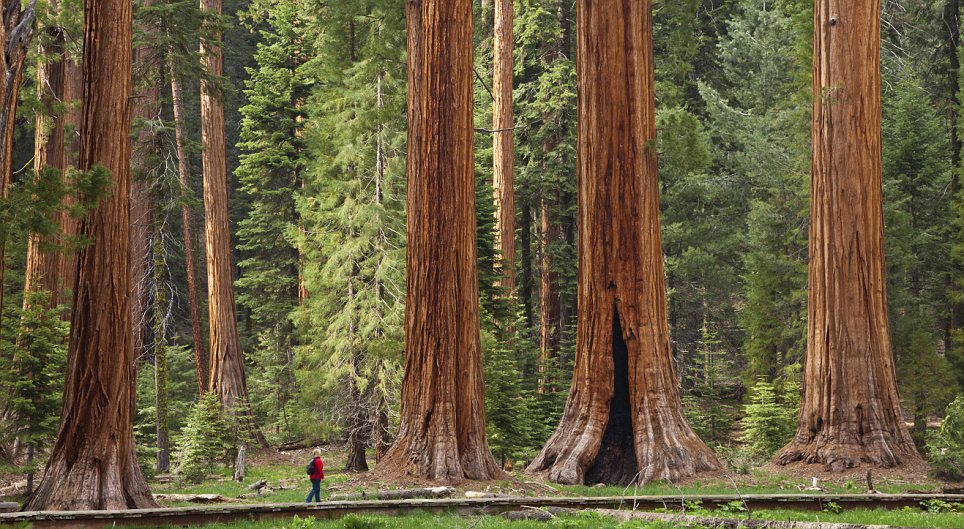 Tourist, hiker, admiring the Giant Sequoia trees, Sequoiadendron giganteum, on the Big Trees trail, Round Meadow, Sequoia National Park, Sierra Nevada, California, USA, United States of America