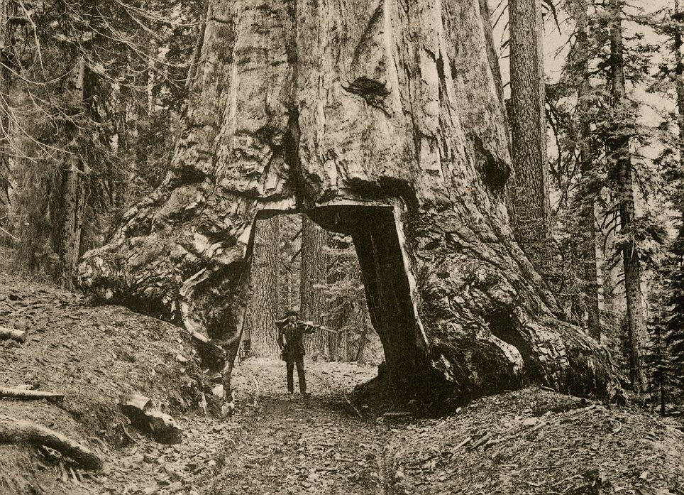 Sequoia in Mariposa Grove