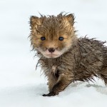 ロシア最果ての地チュクチ自治区での休日